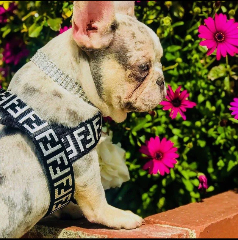 FIFI Harness & Lead