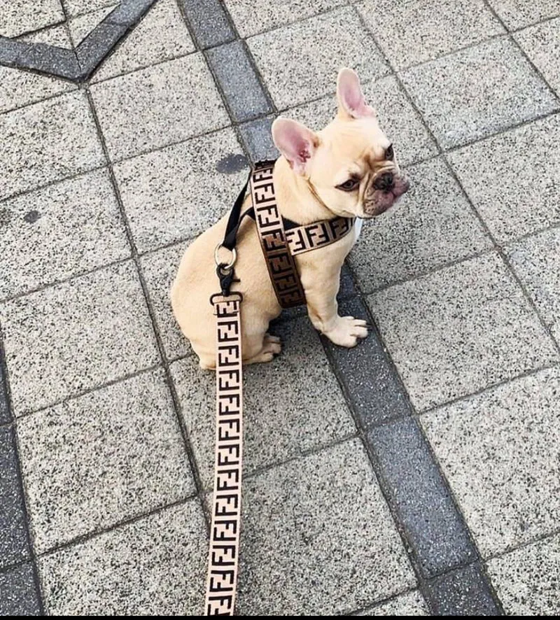 FIFI Harness & Lead